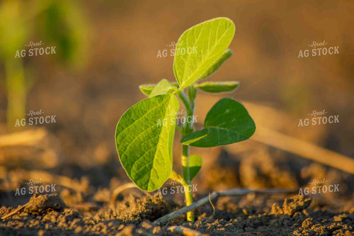 Early Growth Soybean Plant 291048