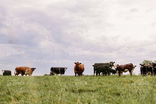 Cattle on Pasture 116010