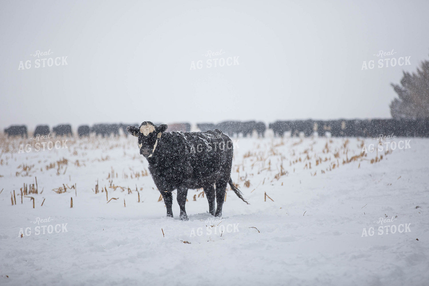 Black Baldy Cattle in Snow 303008