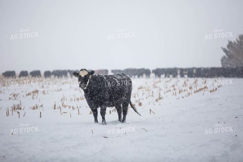 Black Baldy Cattle in Snow 303008