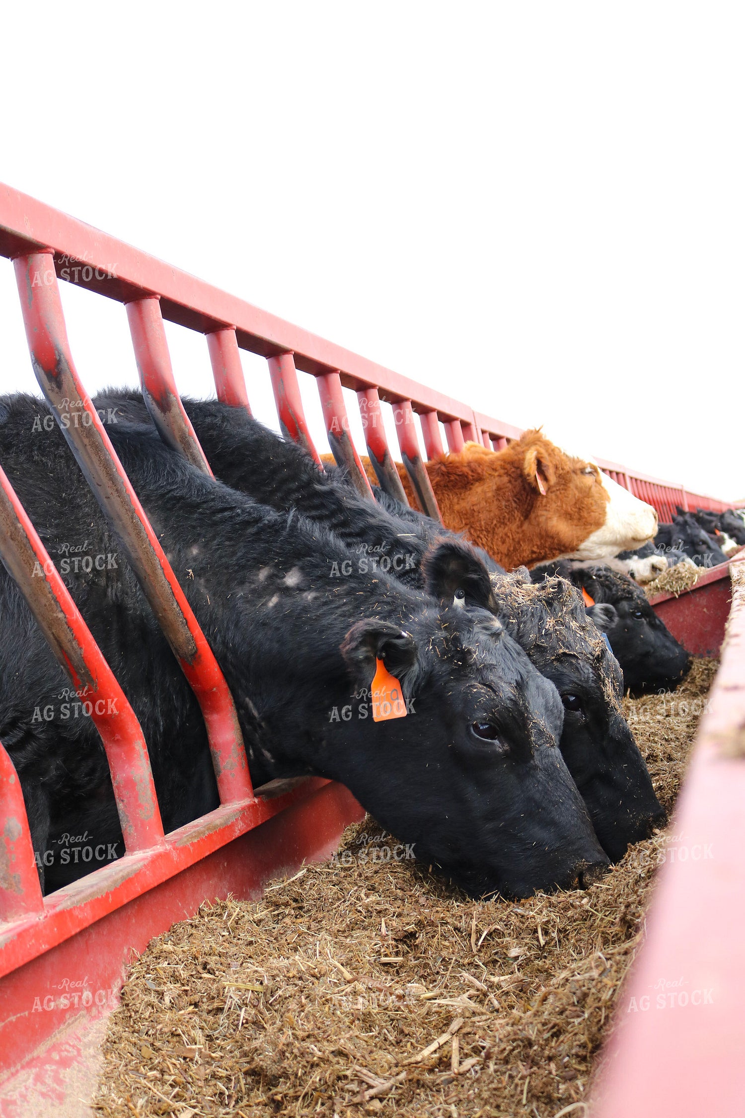 Angus Cattle in Pen 82172
