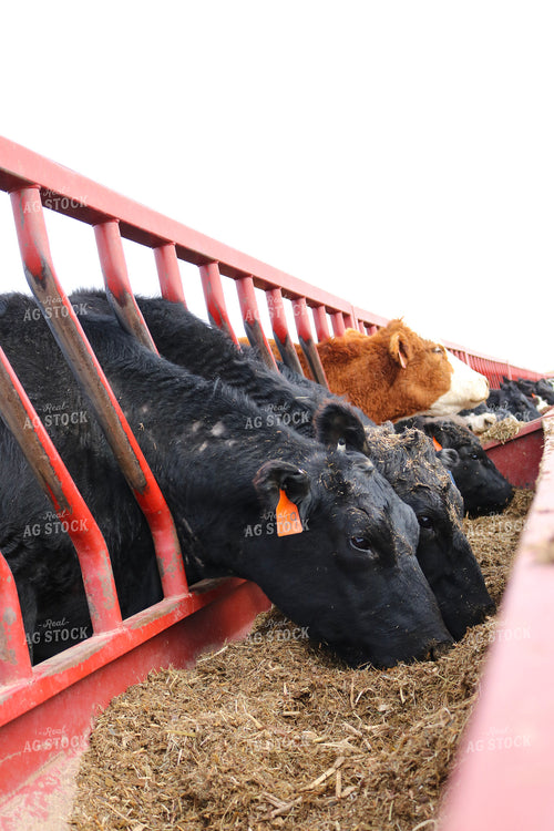Angus Cattle in Pen 82172