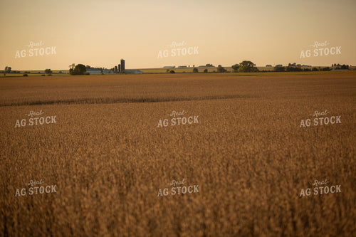 Soybeans - Dry 2451