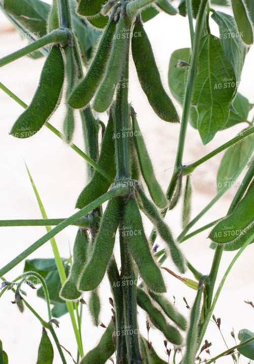 Midseason Soybeans 132163