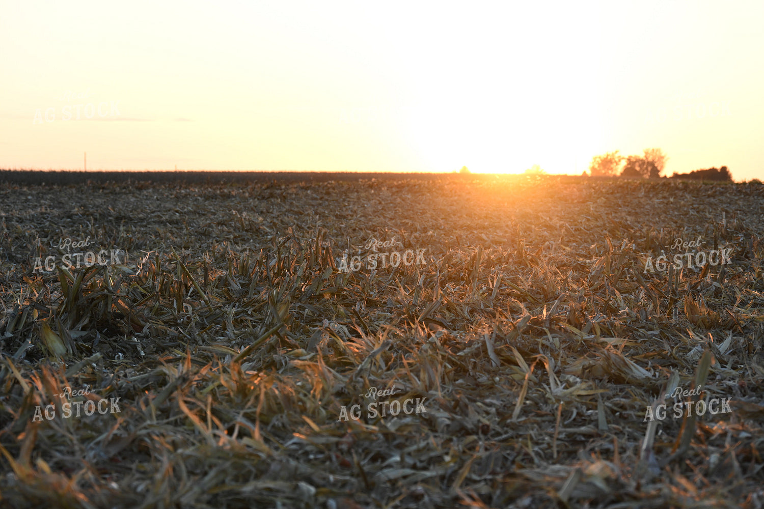 Corn Harvest 26289