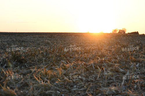Corn Harvest 26289