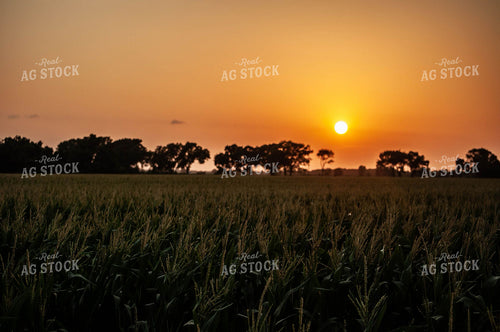 Sunset Over Cornfield 59002
