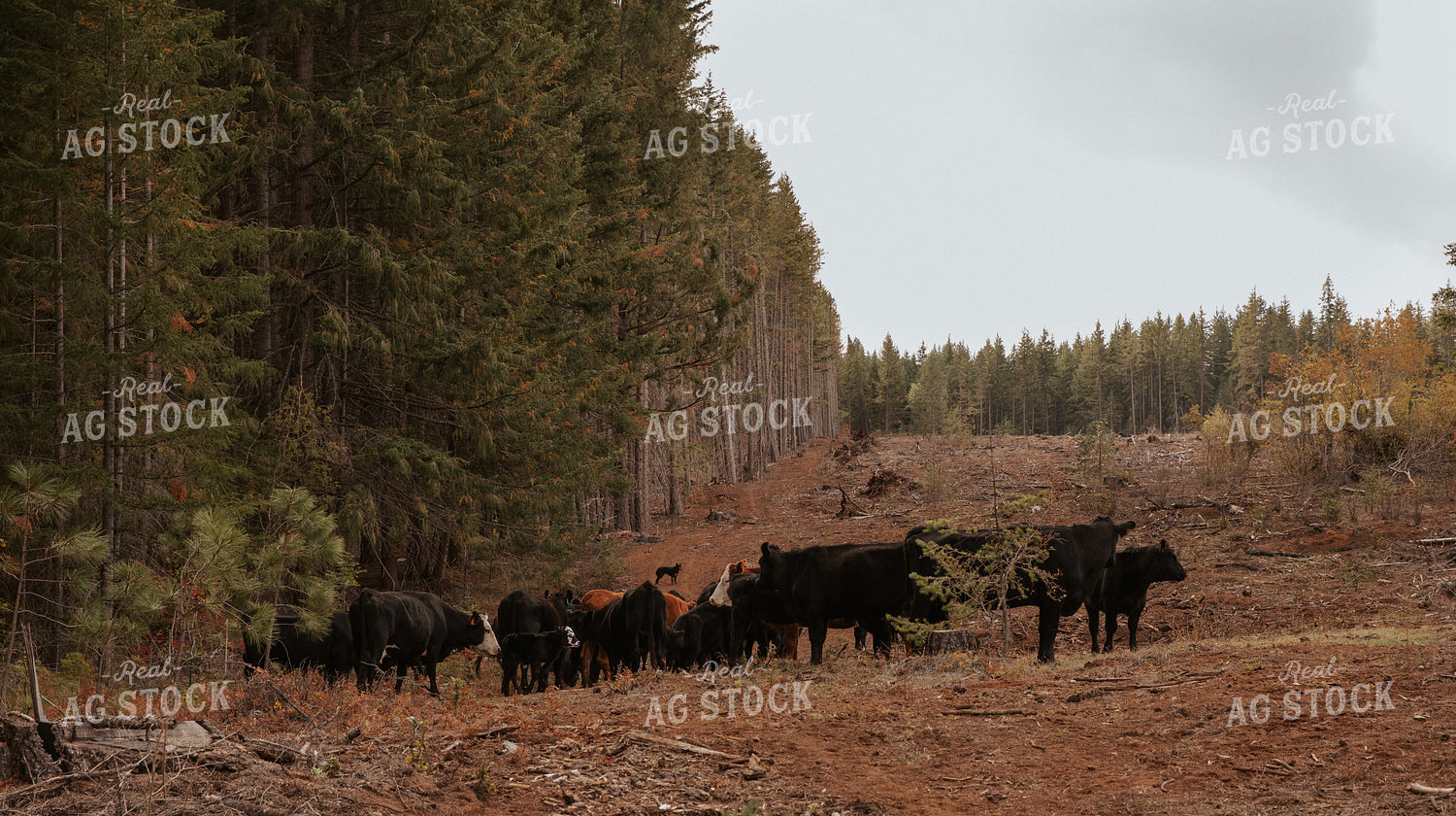 Angus Cattle in Pasture 66075