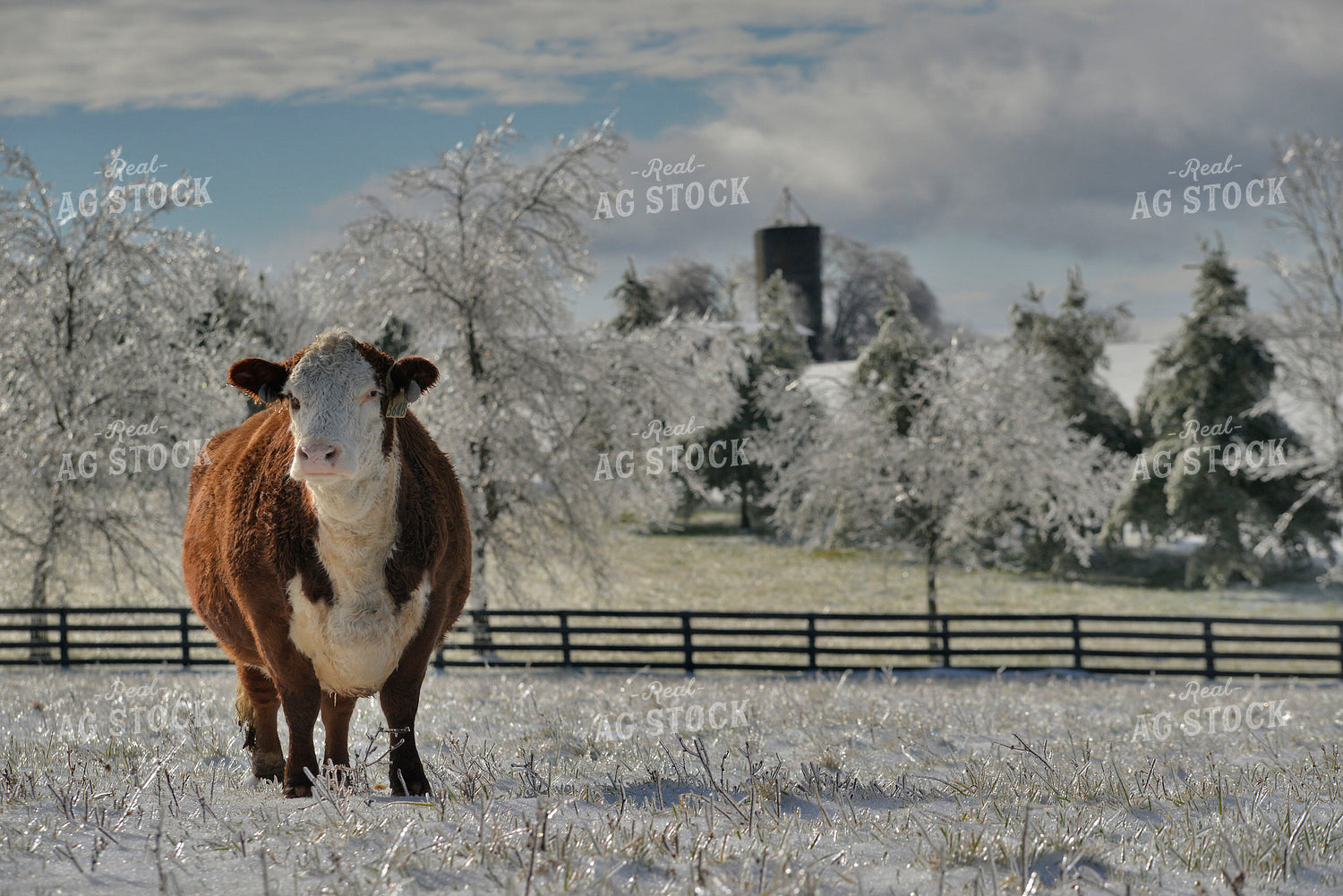 Hereford Cow in Snowy Pasture 110024