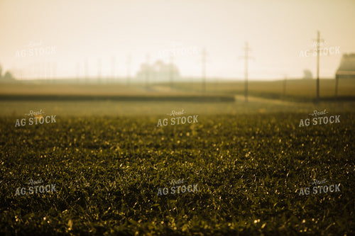 Soybean Field at Sunrise 3277