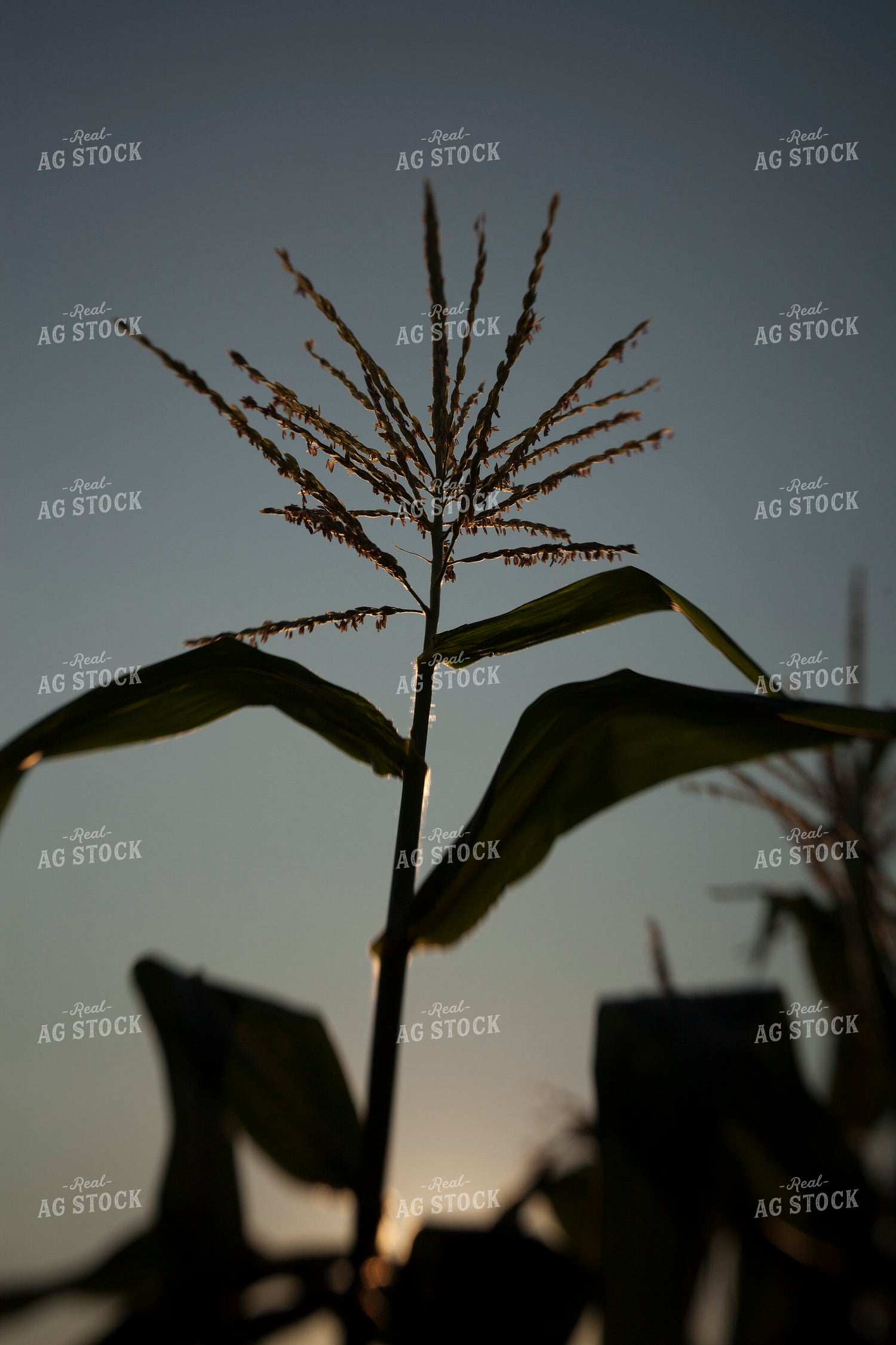 Corn - Mid-Season 1285
