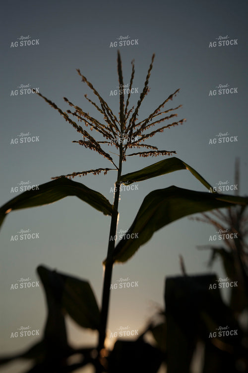 Corn - Mid-Season 1285