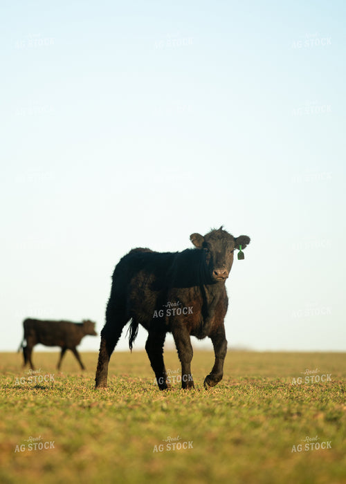 Cattle on Pasture 264051