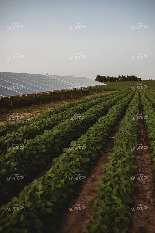 Soybean Field and Solar Panels 4614
