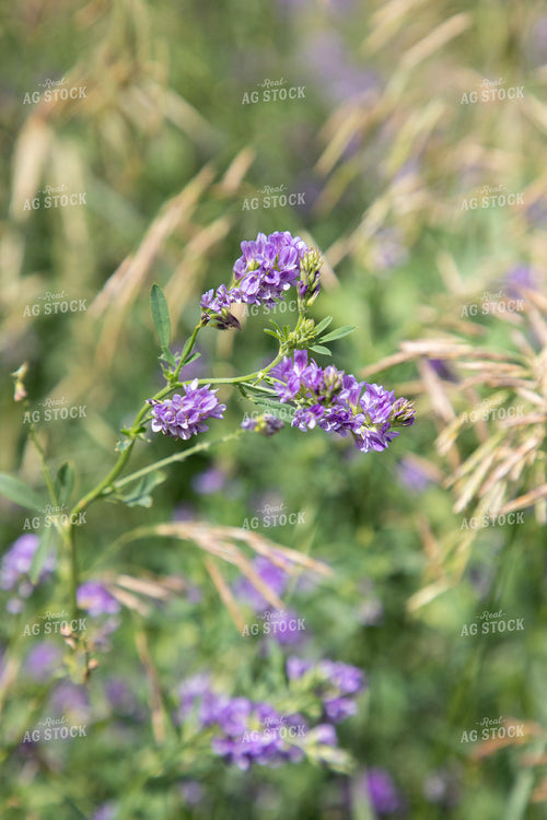 Alfalfa Blooming 117346