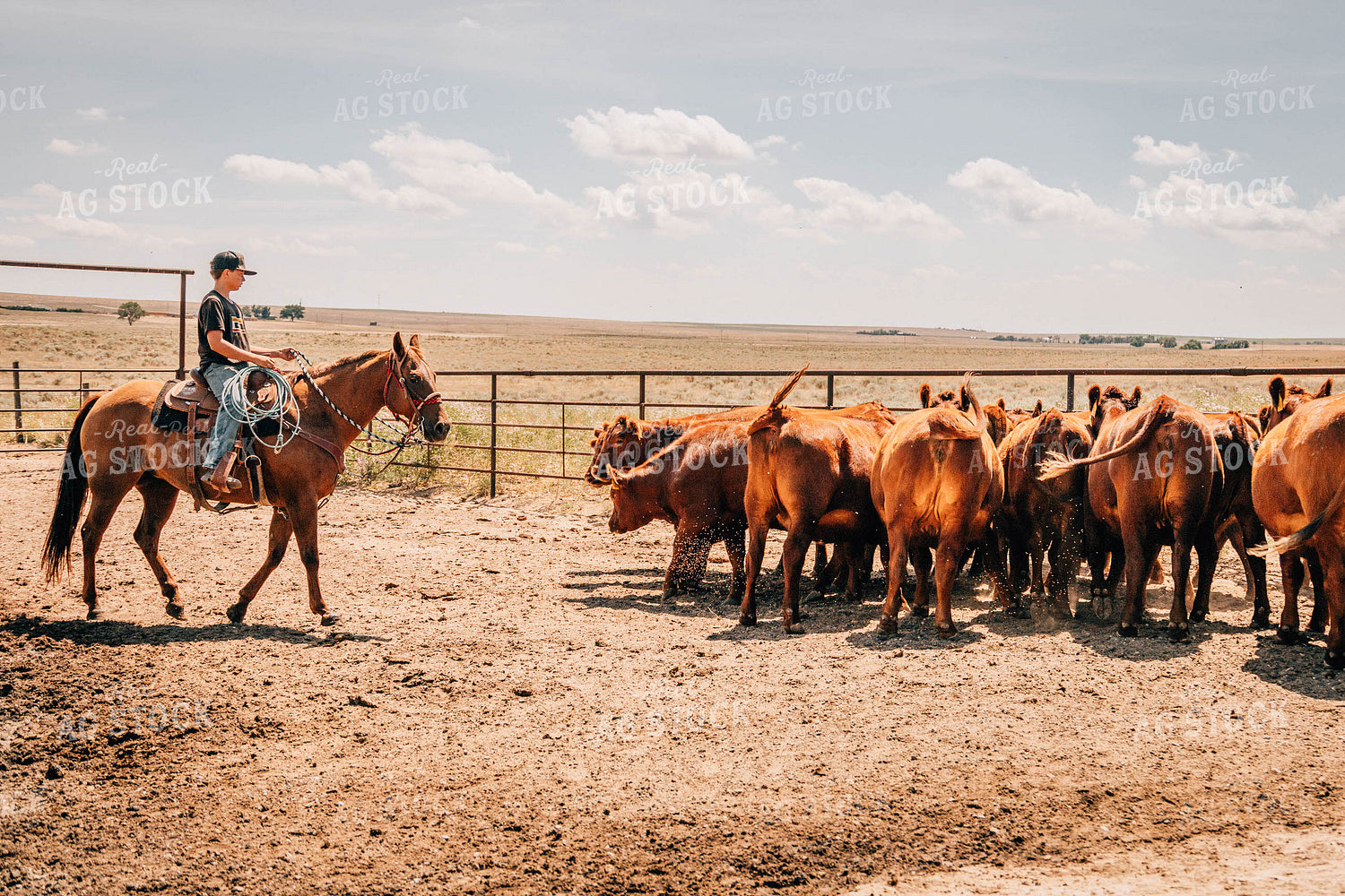 Rancher on Horse with Cattle 97034