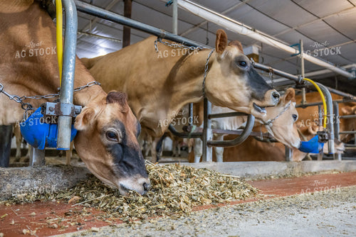 Jersey and Guernsey Cattle in Sand Beds 270448