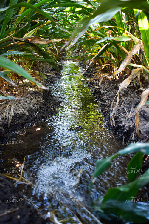 Flood Irrigated Sorghum 156078