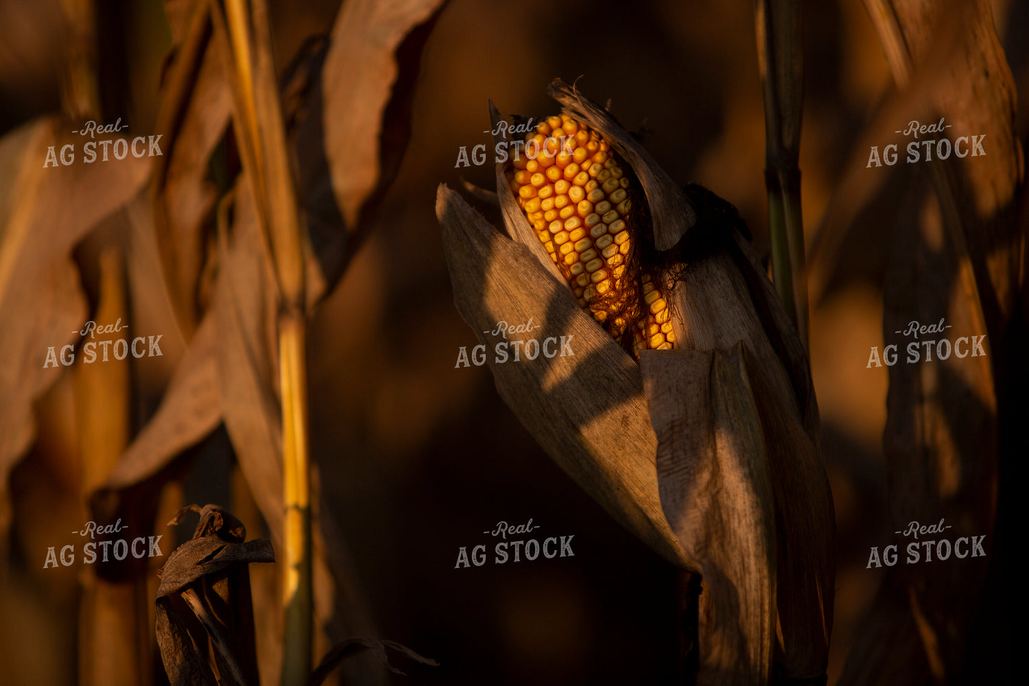 Harvest 2514