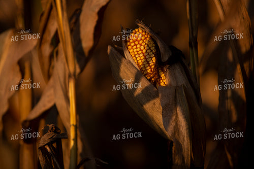 Harvest 2514
