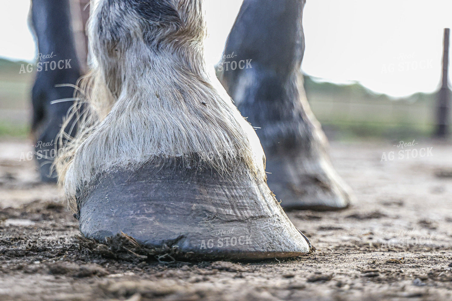 Horse Hooves 160429