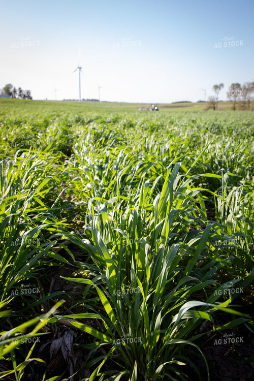 Rye Cover Crop 268327