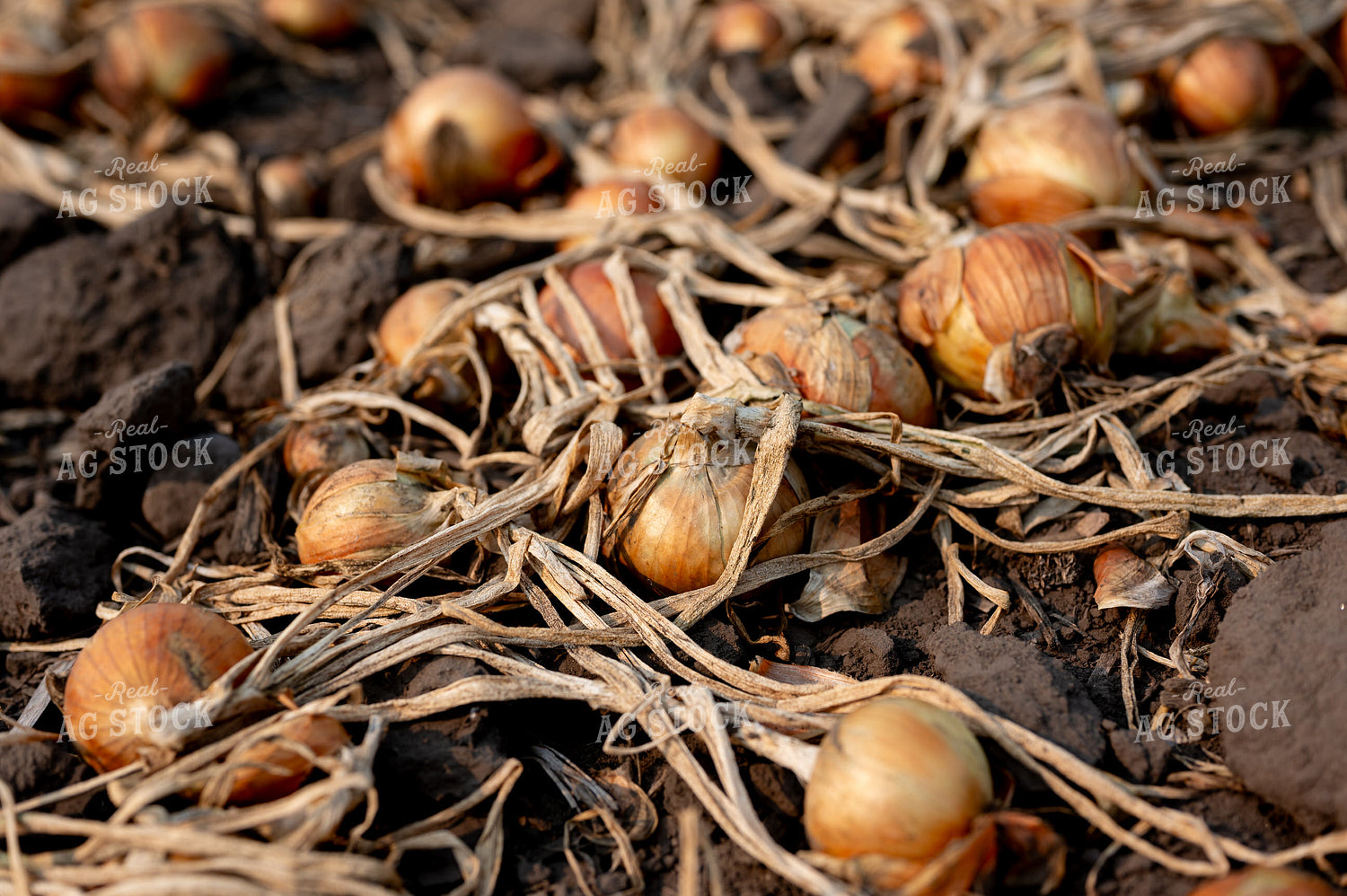 Onion Field 185167