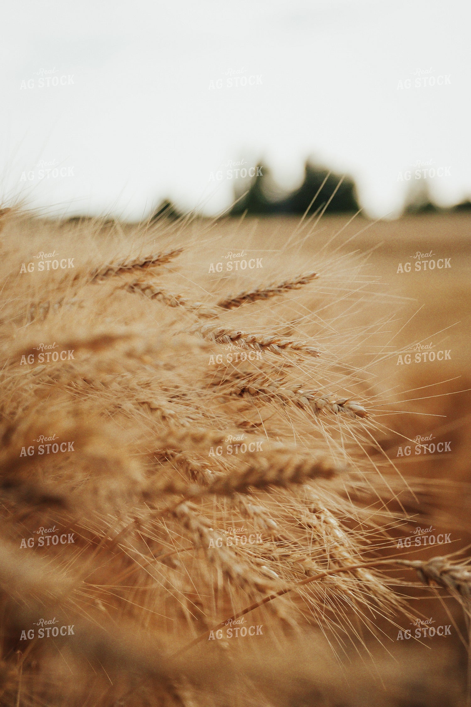 Dried Wheat 83152