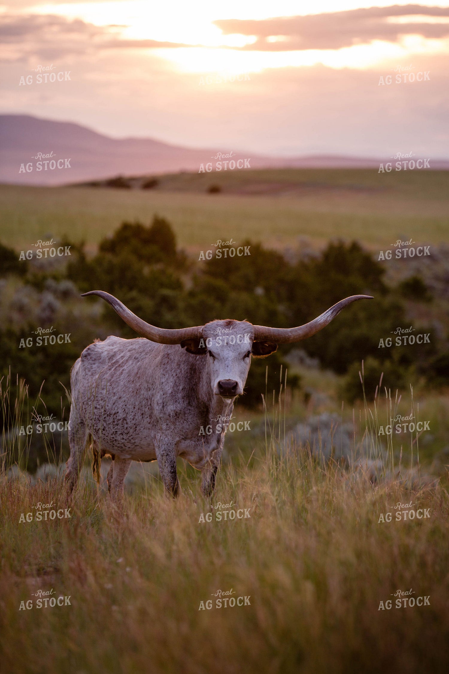 Longhorn Cattle on Pasture 81148