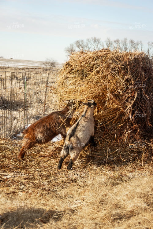 Nigerian Dwarf Goats 155158