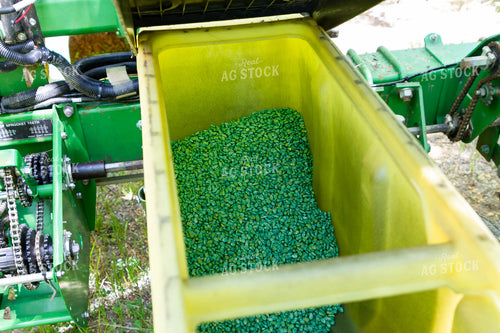 Treated Corn Seeds in Planter Box 79276