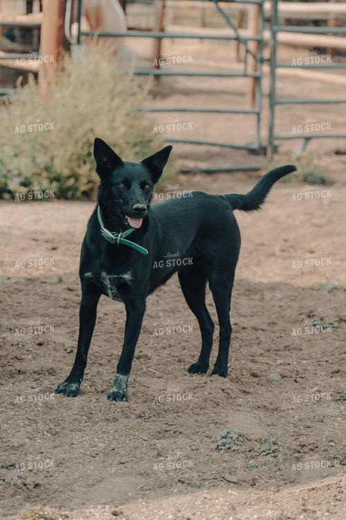 Ranch Dog 58161