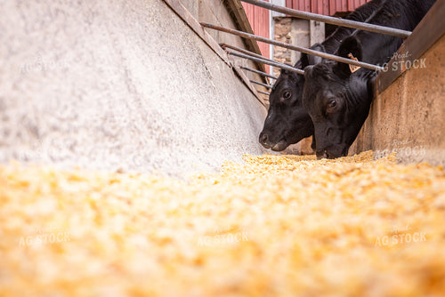 Cattle Eating from Feed Trough 270246