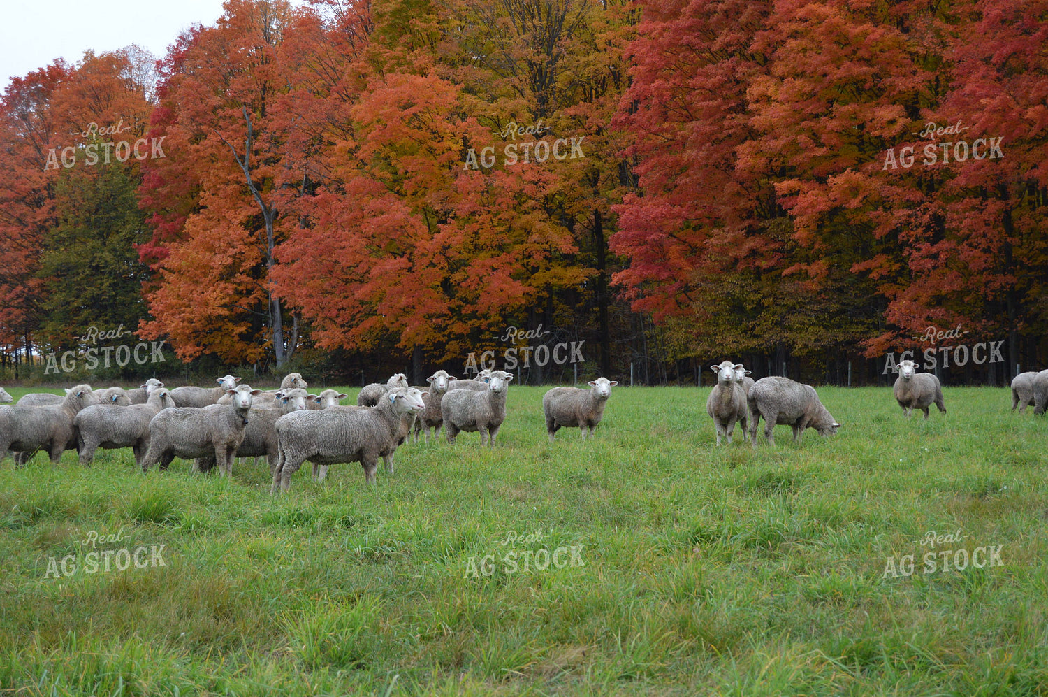 Sheep 164018