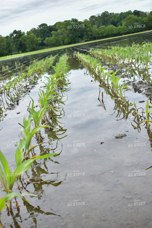 Flooded Corn Field 84008