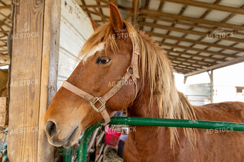 Horse in Pen 52412