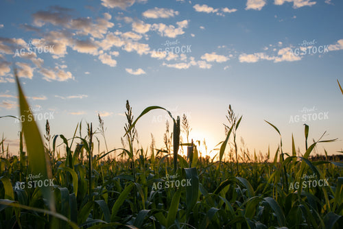 Sorghum at Sunset 76031