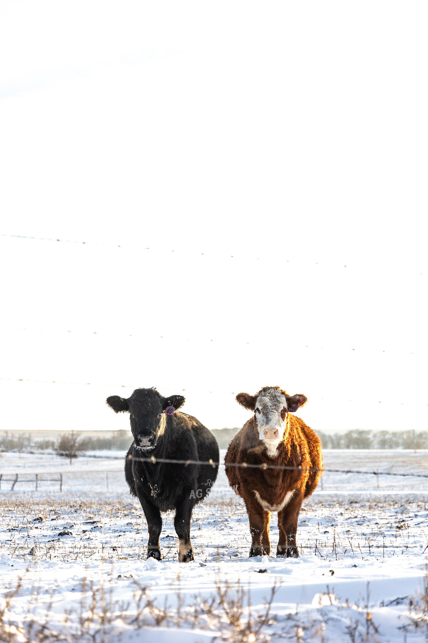 Cattle on Pasture in the Snow 224002