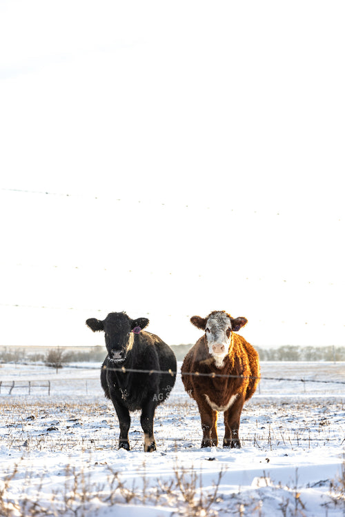 Cattle on Pasture in the Snow 224002