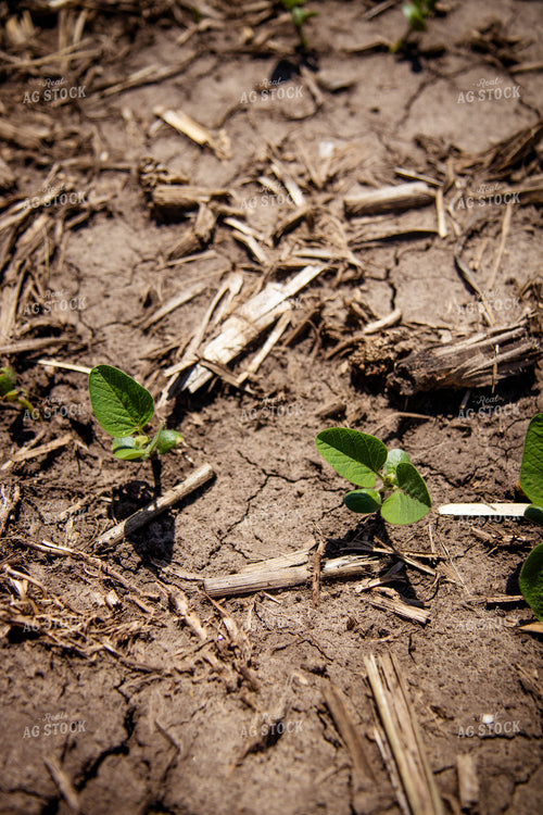 Early Growth Soybeans 67720