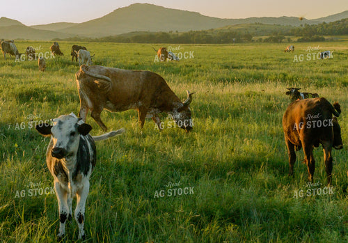 Cattle on Pasture 283010