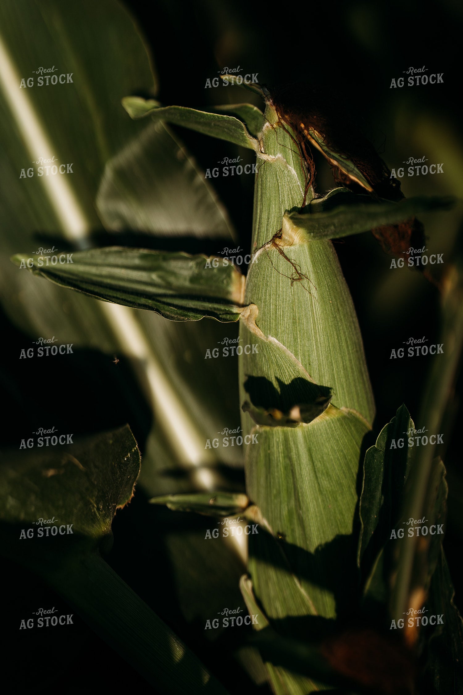 Mid-Season Corn Field 196318