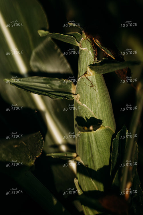 Mid-Season Corn Field 196318