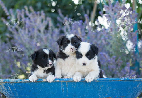 Puppies in Wheelbarrow 69021