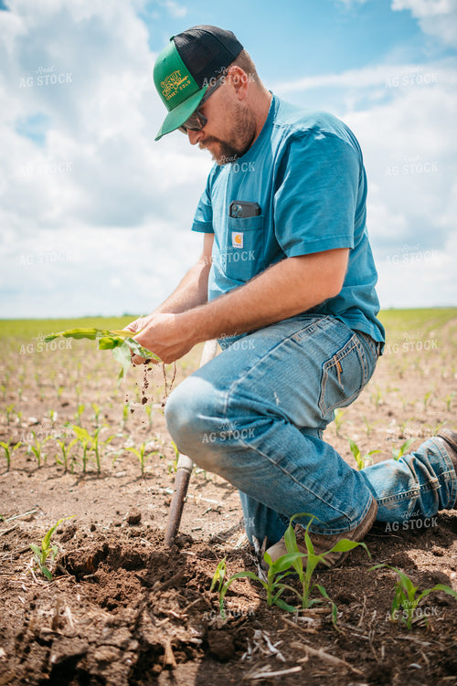 Farmer Checks Root System of Early Growth Corn in Field 56679