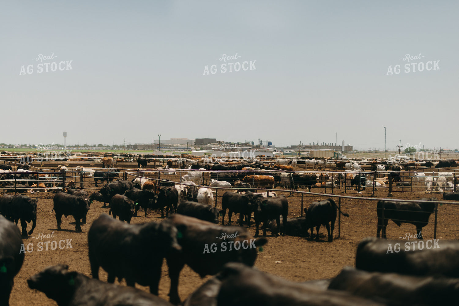 Feedyard 301042