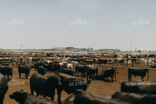 Feedyard 301042