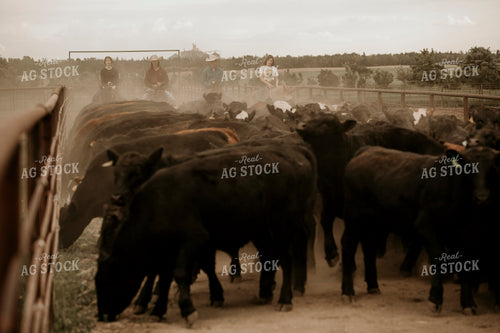 Feedyard 3082