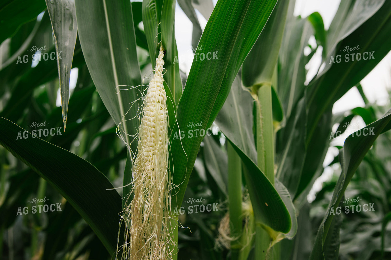 Silking Ear of Corn 137044
