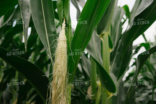 Silking Ear of Corn 137044